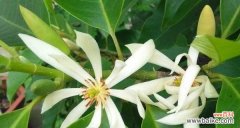 欢笑的花朵 以含笑花所象征的意义