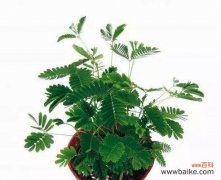 从脆弱到坚强 含羞草的花语