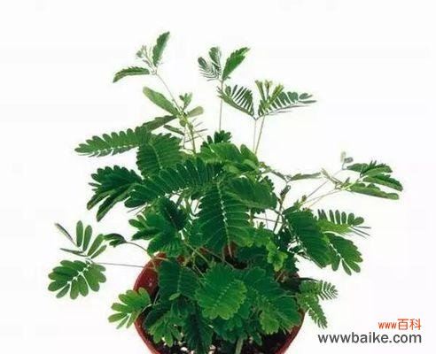 从脆弱到坚强 含羞草的花语