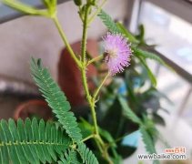 敏感而坚强 含羞草花语的寓意与象征