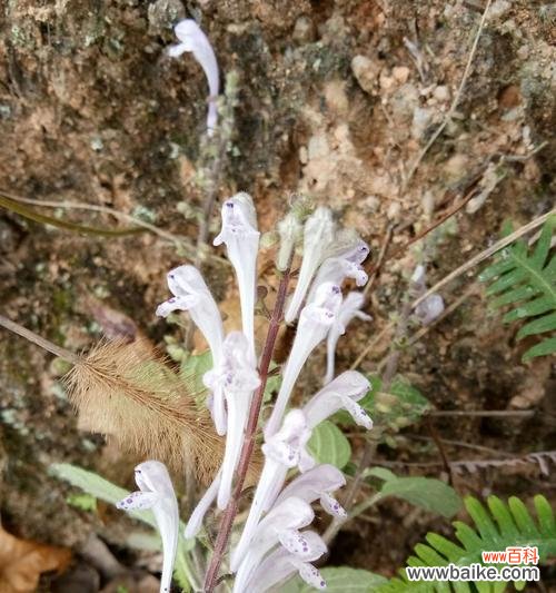 探索韩信草的花语之美——以花语为线索 以韩信草的花语为主题的文章