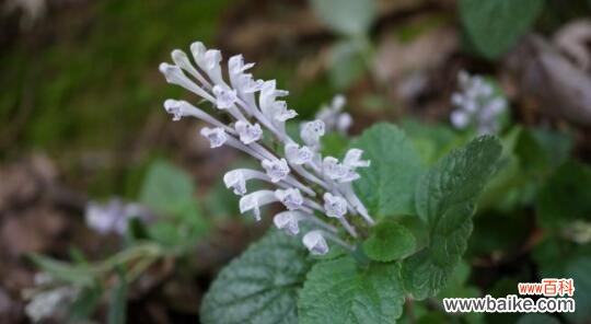 探索韩信草的花语之美——以花语为线索 以韩信草的花语为主题的文章