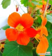 探寻旱金莲花的内涵及其象征意义 旱金莲花语