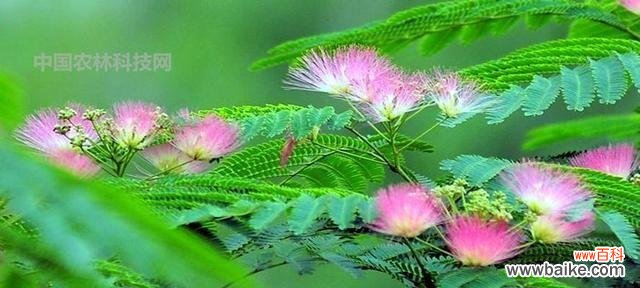 唤醒心灵的美丽佳人 合欢花