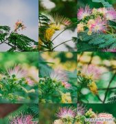 探寻合欢花的神秘语言与象征意义 合欢花的花语及其寓意