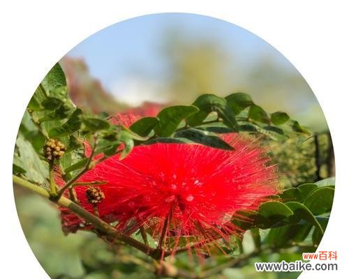 和谐 合欢花花语