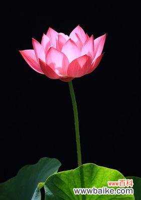 水中的美丽之花-荷花 荷花的意义与象征