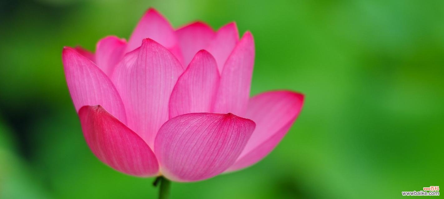 水中的美丽之花-荷花 荷花的意义与象征