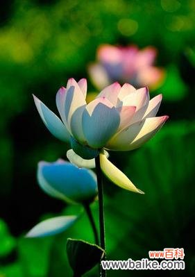 水中的美丽之花-荷花 荷花的意义与象征