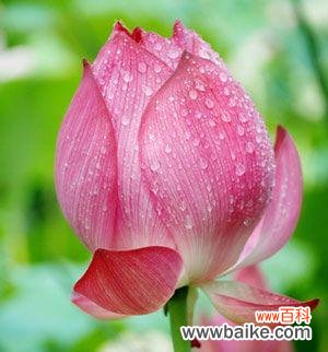 水中的坚韧与纯洁 荷花的象征意义与寓意