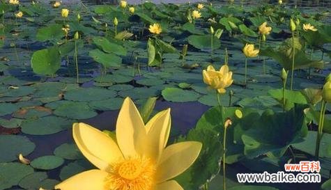 水中的坚韧与纯洁 荷花的象征意义与寓意