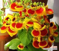 探寻荷包花的神奇语言 荷包花花语