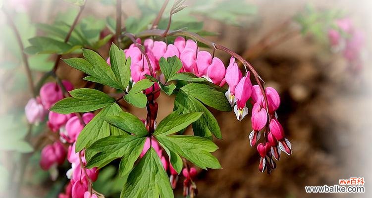 荷包牡丹花语的传承与意义 荷包牡丹