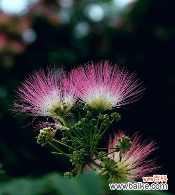 花开花落 合欢花
