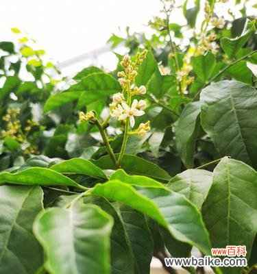 探讨黄皮果树在风水中的重要性及布置技巧 黄皮果树的风水寓意及摆放位置