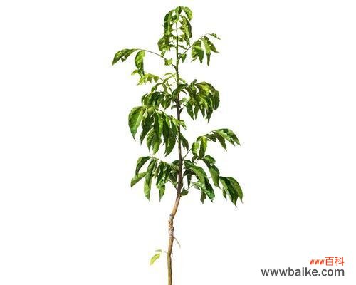 探讨黄皮果树在风水中的重要性及布置技巧 黄皮果树的风水寓意及摆放位置