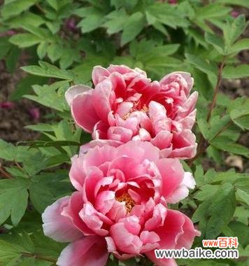 探寻黄牡丹花在文化中的独特地位 黄牡丹花的象征意义