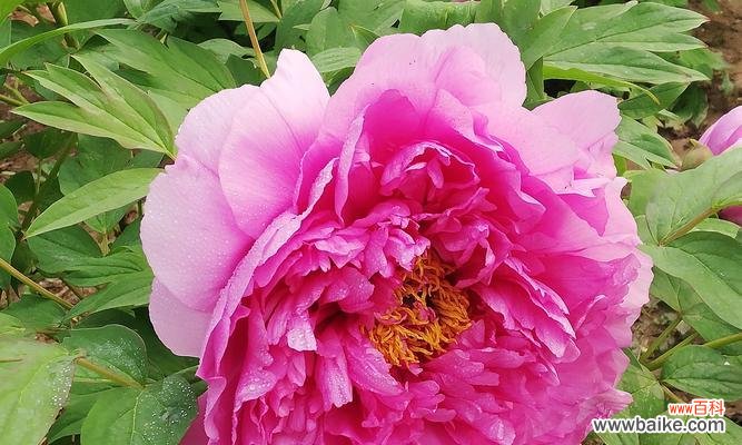 探寻黄牡丹花在文化中的独特地位 黄牡丹花的象征意义