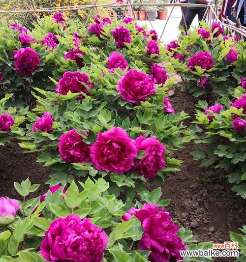 探寻黄牡丹花在文化中的独特地位 黄牡丹花的象征意义