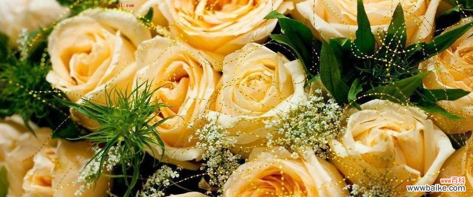 探寻黄玫瑰的神秘花语之谜 黄玫瑰花语及其代表意义