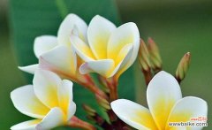 探索黄英花语的内涵及其在生活中的象征意义 黄英花语与寓意