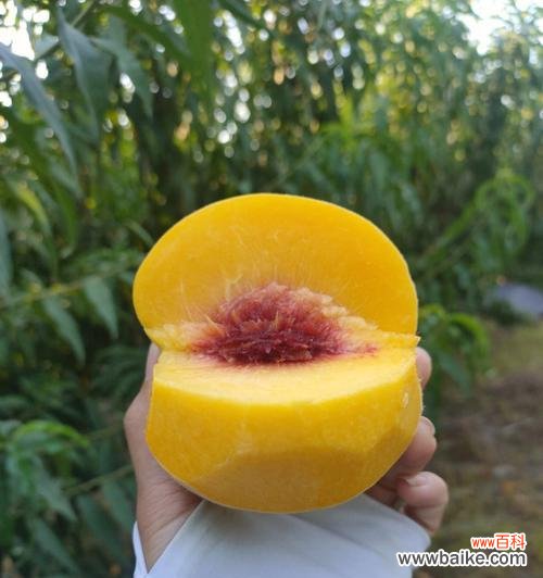 探寻黄桃在文化与艺术中的寓意 黄桃的象征意义