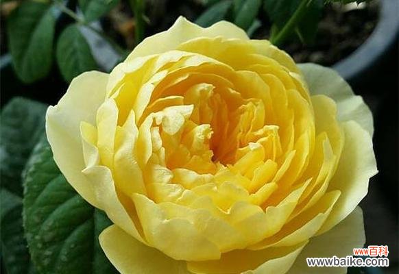 探寻黄色月季花的寓意与象征 黄色月季花的象征意义