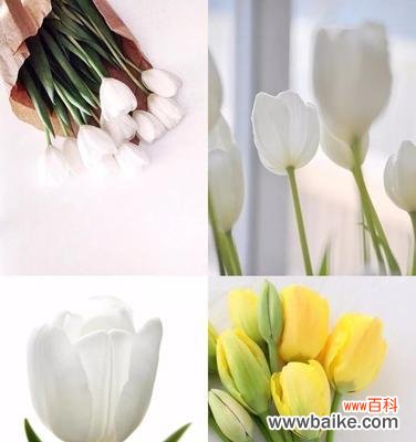 黄色郁金香的象征意义及文化背景 黄色郁金香的花语与寓意