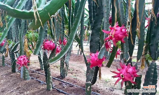 一朵傲立不凡的花朵 《火龙果花的寓意和象征》