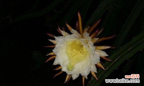 一朵傲立不凡的花朵 《火龙果花的寓意和象征》