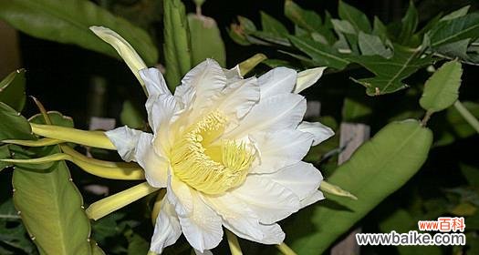 一朵傲立不凡的花朵 《火龙果花的寓意和象征》