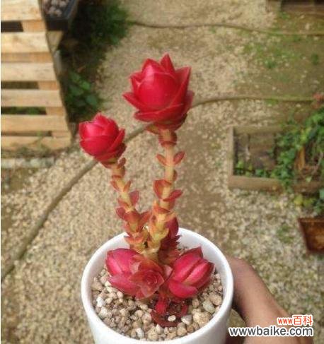 点燃内心的激情与爱意 燃情之花