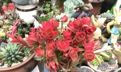 点燃内心的激情与爱意 燃情之花