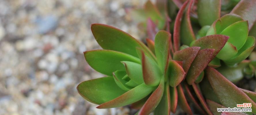 点燃内心的激情与爱意 燃情之花