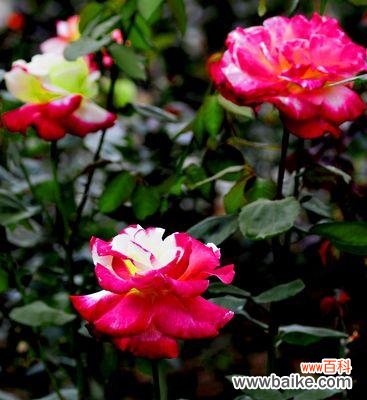 探究黄月季花在不同文化背景下的独特寓意与象征 黄月季花的象征意义与文化寓意