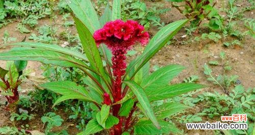 探索鸡冠花的神奇能量 鸡冠花风水寓意与作用