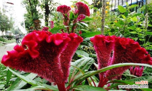探索鸡冠花的神奇能量 鸡冠花风水寓意与作用