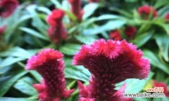 以鸡冠花的花语为主题 鸡冠花