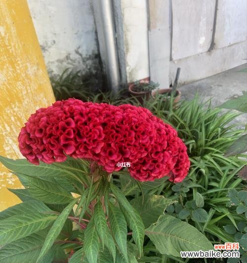 揭示鸡冠花背后的深刻意义 鸡冠花的象征意义