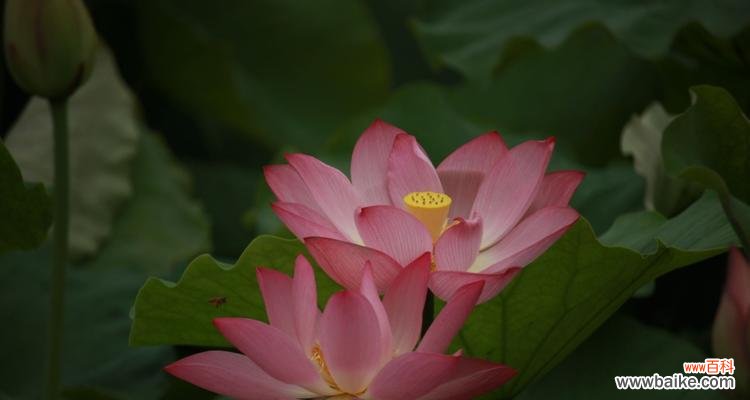 借花开放 荷花之美