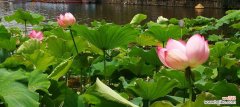 探寻荷花的花语及其象征意义 荷花之美