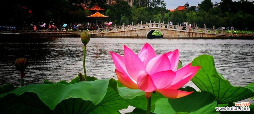 探寻荷花的花语及其象征意义 荷花之美