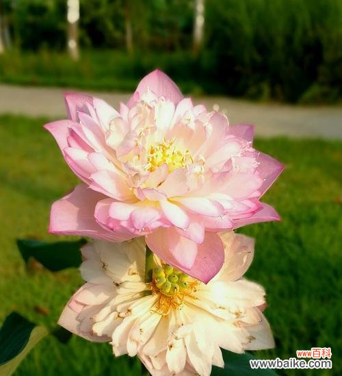 华丽与纯净的对比 牡丹与荷花的寓意