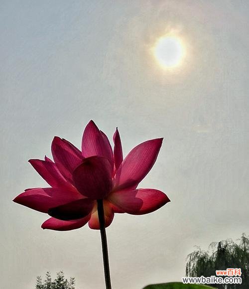 华丽与纯净的对比 牡丹与荷花的寓意