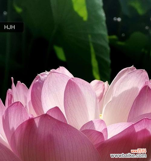 荷花 荷花的象征意义与美丽之韵