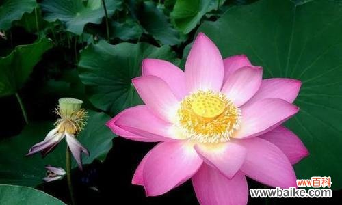 荷花之美与人生哲理 荷花的象征意义与寓意