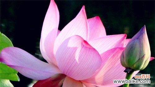 荷花之美与人生哲理 荷花的象征意义与寓意