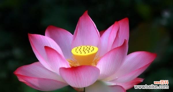 以荷花为媒介 荷花的象征意义与文化内涵