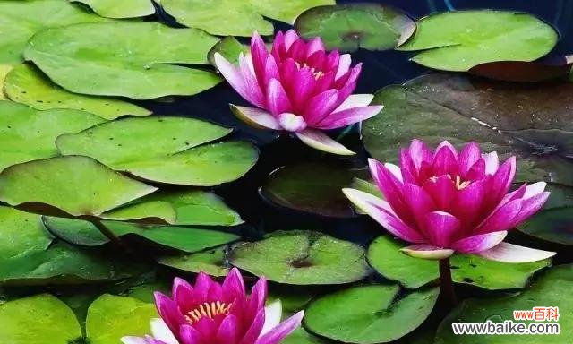 以荷花为媒介 荷花的象征意义与文化内涵