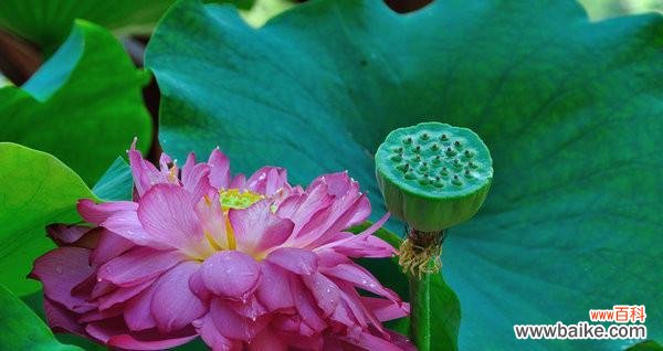 以荷花为媒介 荷花的象征意义与文化内涵